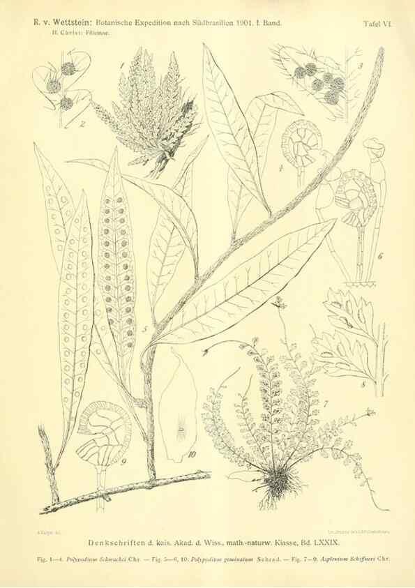 Reproducción/Reproduction 49487636831: Pteridophyta und Anthophyta /. Wien :K.K. Hof- und Staatsdruckerei,1908.. 