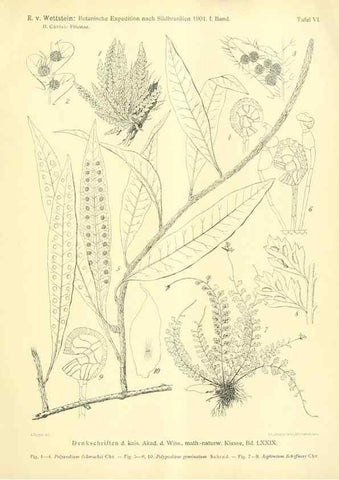 Reproducción/Reproduction 49487636831: Pteridophyta und Anthophyta /. Wien :K.K. Hof- und Staatsdruckerei,1908.. 