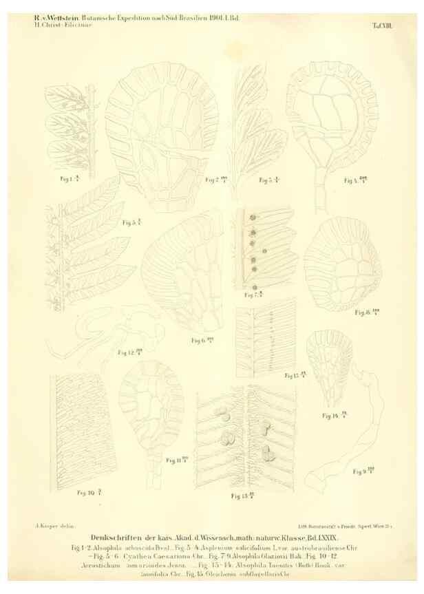 Reproducción/Reproduction 49487140978: Pteridophyta und Anthophyta /. Wien :K.K. Hof- und Staatsdruckerei,1908.. 