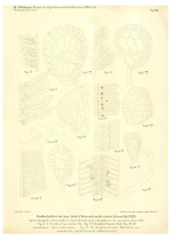 Reproducción/Reproduction 49487140978: Pteridophyta und Anthophyta /. Wien :K.K. Hof- und Staatsdruckerei,1908.. 