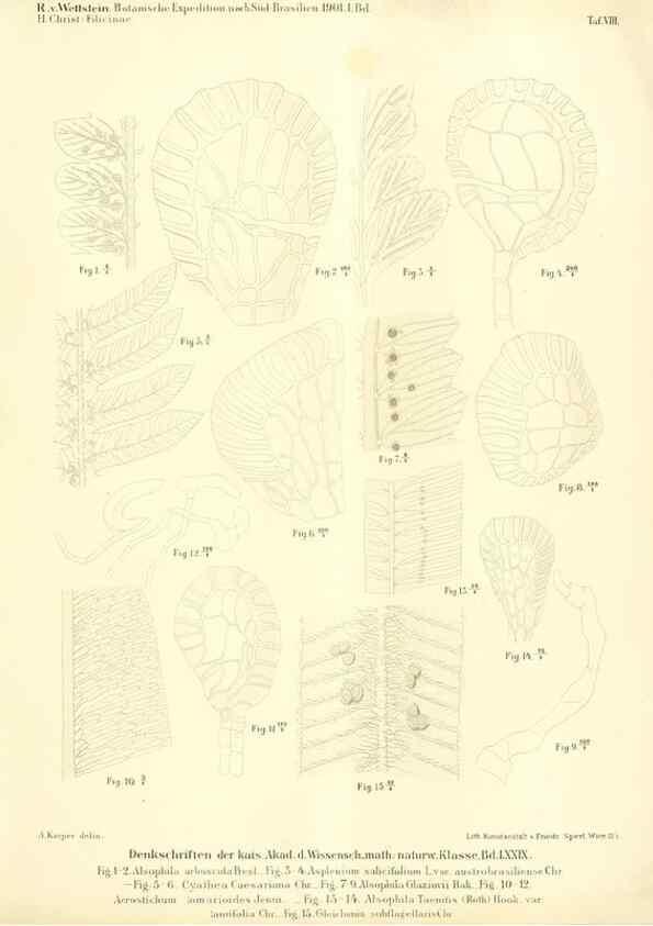 Reproducción/Reproduction 49487140978: Pteridophyta und Anthophyta /. Wien :K.K. Hof- und Staatsdruckerei,1908.. 