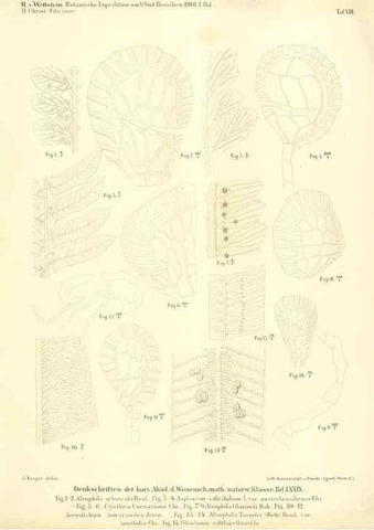 Reproducción/Reproduction 49487140978: Pteridophyta und Anthophyta /. Wien :K.K. Hof- und Staatsdruckerei,1908.. 