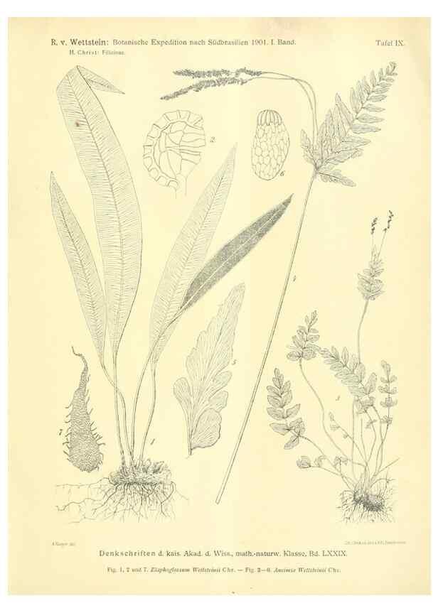 Reproducción/Reproduction 49487637511: Pteridophyta und Anthophyta /. Wien :K.K. Hof- und Staatsdruckerei,1908.. 