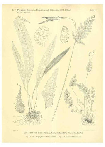 Reproducción/Reproduction 49487637511: Pteridophyta und Anthophyta /. Wien :K.K. Hof- und Staatsdruckerei,1908.. 