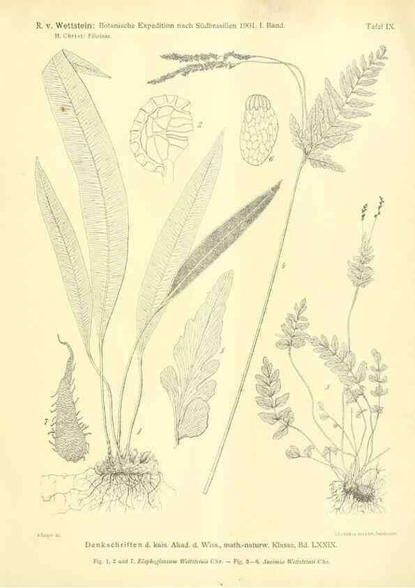 Reproducción/Reproduction 49487637511: Pteridophyta und Anthophyta /. Wien :K.K. Hof- und Staatsdruckerei,1908.. 