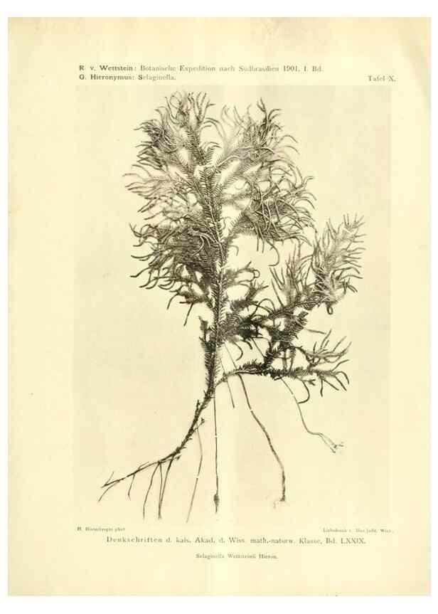 Reproducción/Reproduction 49487846962: Pteridophyta und Anthophyta /. Wien :K.K. Hof- und Staatsdruckerei,1908.. 