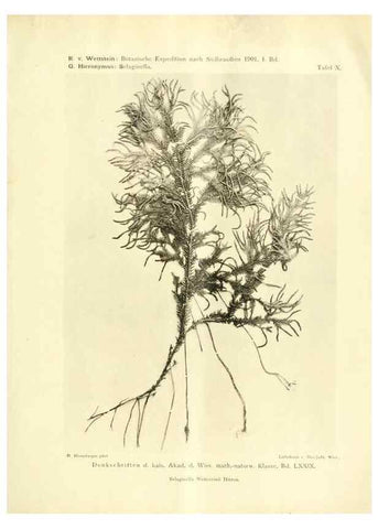 Reproducción/Reproduction 49487846962: Pteridophyta und Anthophyta /. Wien :K.K. Hof- und Staatsdruckerei,1908.. 