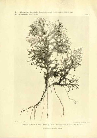 Reproducción/Reproduction 49487846962: Pteridophyta und Anthophyta /. Wien :K.K. Hof- und Staatsdruckerei,1908.. 
