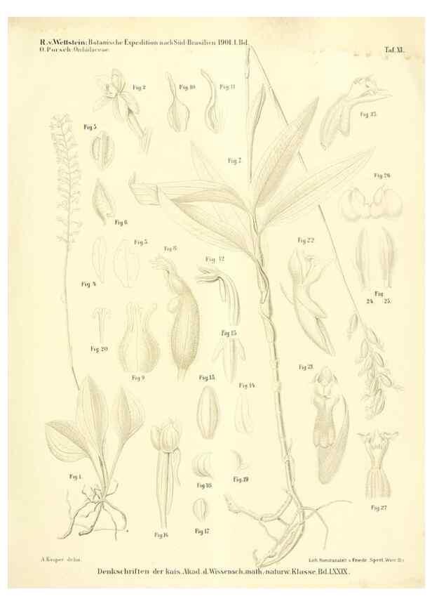 Reproducción/Reproduction 49487141623: Pteridophyta und Anthophyta /. Wien :K.K. Hof- und Staatsdruckerei,1908.. 