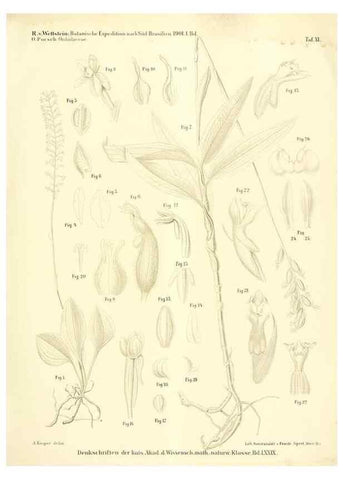 Reproducción/Reproduction 49487141623: Pteridophyta und Anthophyta /. Wien :K.K. Hof- und Staatsdruckerei,1908.. 