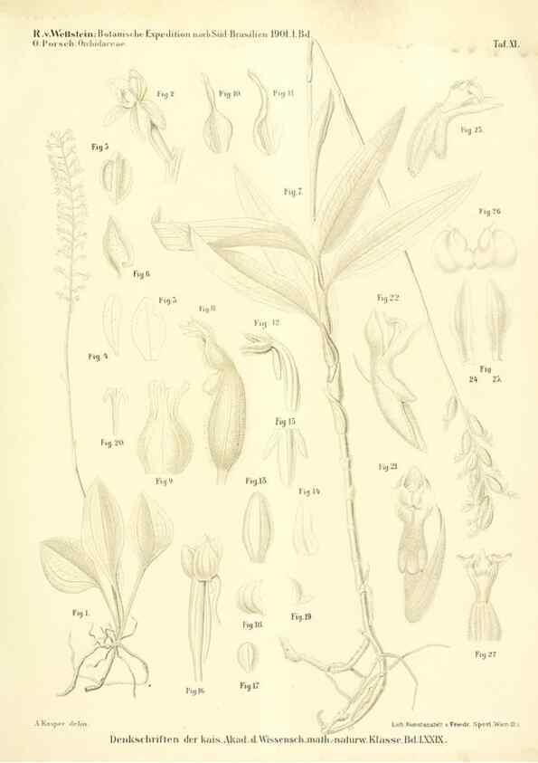 Reproducción/Reproduction 49487141623: Pteridophyta und Anthophyta /. Wien :K.K. Hof- und Staatsdruckerei,1908.. 