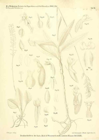 Reproducción/Reproduction 49487141623: Pteridophyta und Anthophyta /. Wien :K.K. Hof- und Staatsdruckerei,1908.. 
