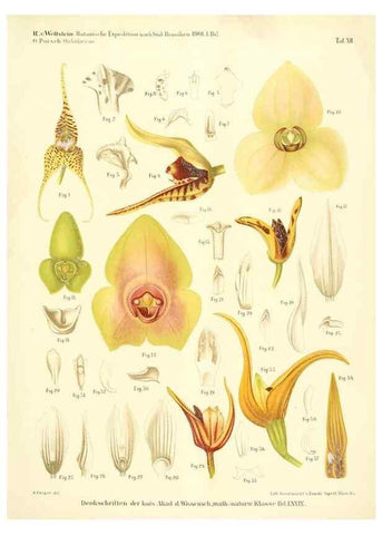 Reproducción/Reproduction 49487638171: Pteridophyta und Anthophyta /. Wien :K.K. Hof- und Staatsdruckerei,1908.. 