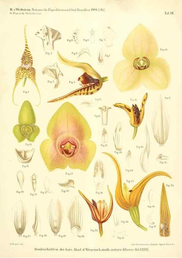 Reproducción/Reproduction 49487638171: Pteridophyta und Anthophyta /. Wien :K.K. Hof- und Staatsdruckerei,1908.. 