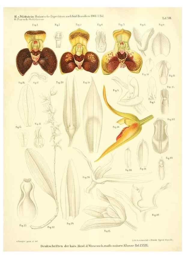 Reproducción/Reproduction 49487142183: Pteridophyta und Anthophyta /. Wien :K.K. Hof- und Staatsdruckerei,1908.. 
