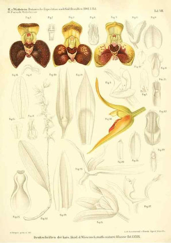 Reproducción/Reproduction 49487142183: Pteridophyta und Anthophyta /. Wien :K.K. Hof- und Staatsdruckerei,1908.. 