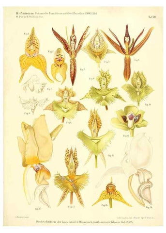Reproducción/Reproduction 49487638636: Pteridophyta und Anthophyta /. Wien :K.K. Hof- und Staatsdruckerei,1908.. 