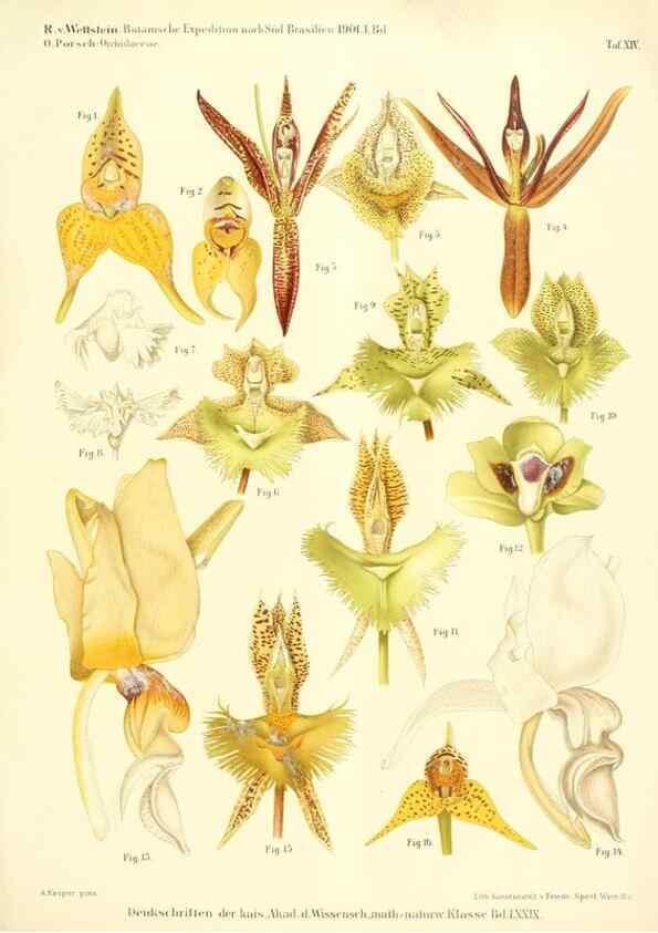 Reproducción/Reproduction 49487638636: Pteridophyta und Anthophyta /. Wien :K.K. Hof- und Staatsdruckerei,1908.. 