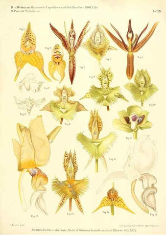 Reproducción/Reproduction 49487638636: Pteridophyta und Anthophyta /. Wien :K.K. Hof- und Staatsdruckerei,1908.. 
