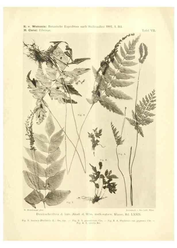Reproducción/Reproduction 49487846247: Pteridophyta und Anthophyta /. Wien :K.K. Hof- und Staatsdruckerei,1908.. 