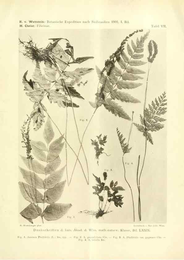 Reproducción/Reproduction 49487846247: Pteridophyta und Anthophyta /. Wien :K.K. Hof- und Staatsdruckerei,1908.. 