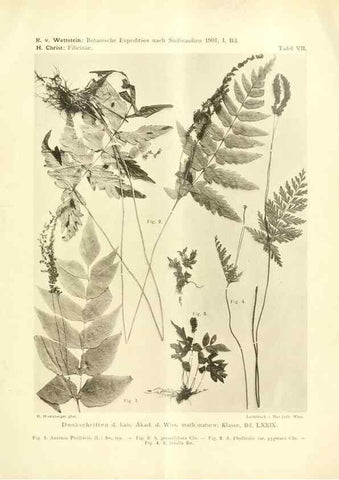 Reproducción/Reproduction 49487846247: Pteridophyta und Anthophyta /. Wien :K.K. Hof- und Staatsdruckerei,1908.. 