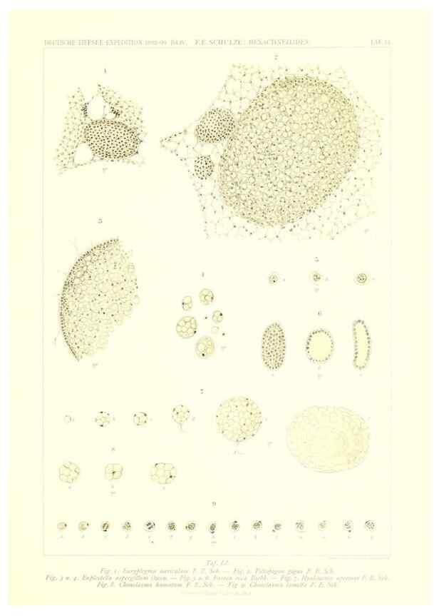 Reproducción/Reproduction 49484752071: Wissenschaftliche Ergebnisse der Deutschen Tiefsee-Expedition auf dem Dampfer ""Valdivia"" 1898-1899.. Jena,G. Fischer,1902-40.. 