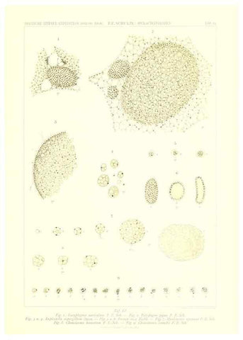 Reproducción/Reproduction 49484752071: Wissenschaftliche Ergebnisse der Deutschen Tiefsee-Expedition auf dem Dampfer ""Valdivia"" 1898-1899.. Jena,G. Fischer,1902-40.. 