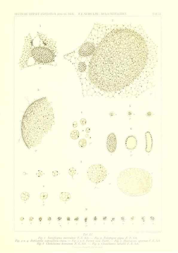 Reproducción/Reproduction 49484752071: Wissenschaftliche Ergebnisse der Deutschen Tiefsee-Expedition auf dem Dampfer ""Valdivia"" 1898-1899.. Jena,G. Fischer,1902-40.. 