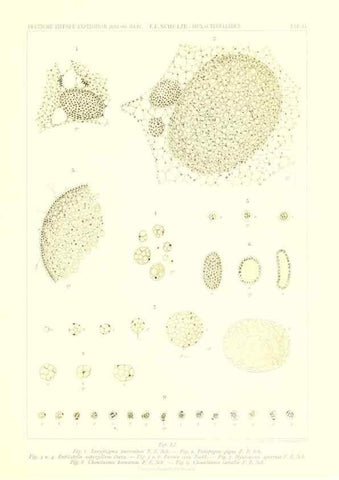 Reproducción/Reproduction 49484752071: Wissenschaftliche Ergebnisse der Deutschen Tiefsee-Expedition auf dem Dampfer ""Valdivia"" 1898-1899.. Jena,G. Fischer,1902-40.. 