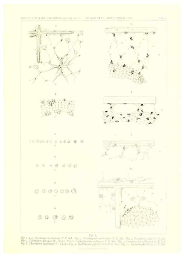 Reproducción/Reproduction 49484958812: Wissenschaftliche Ergebnisse der Deutschen Tiefsee-Expedition auf dem Dampfer ""Valdivia"" 1898-1899.. Jena,G. Fischer,1902-40.. 