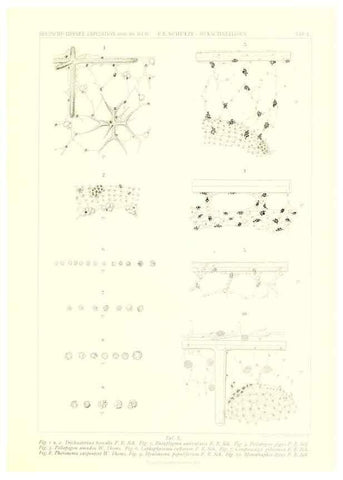 Reproducción/Reproduction 49484958812: Wissenschaftliche Ergebnisse der Deutschen Tiefsee-Expedition auf dem Dampfer ""Valdivia"" 1898-1899.. Jena,G. Fischer,1902-40.. 