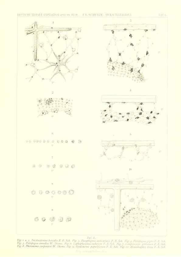 Reproducción/Reproduction 49484958812: Wissenschaftliche Ergebnisse der Deutschen Tiefsee-Expedition auf dem Dampfer ""Valdivia"" 1898-1899.. Jena,G. Fischer,1902-40.. 