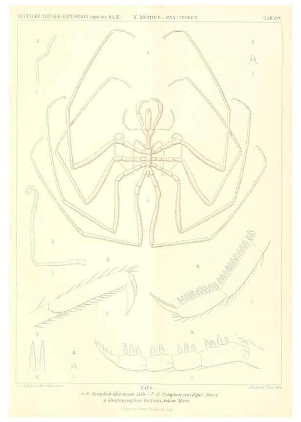 Reproducción/Reproduction 49484142283: Wissenschaftliche Ergebnisse der Deutschen Tiefsee-Expedition auf dem Dampfer ""Valdivia"" 1898-1899.. Jena,G. Fischer,1902-40.. 