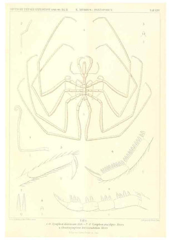 Reproducción/Reproduction 49484142283: Wissenschaftliche Ergebnisse der Deutschen Tiefsee-Expedition auf dem Dampfer ""Valdivia"" 1898-1899.. Jena,G. Fischer,1902-40.. 