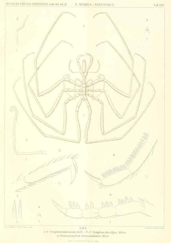 Reproducción/Reproduction 49484142283: Wissenschaftliche Ergebnisse der Deutschen Tiefsee-Expedition auf dem Dampfer ""Valdivia"" 1898-1899.. Jena,G. Fischer,1902-40.. 
