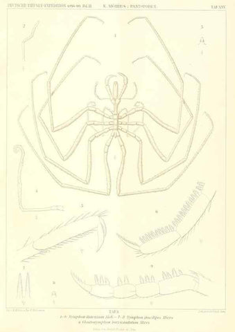 Reproducción/Reproduction 49484142283: Wissenschaftliche Ergebnisse der Deutschen Tiefsee-Expedition auf dem Dampfer ""Valdivia"" 1898-1899.. Jena,G. Fischer,1902-40.. 