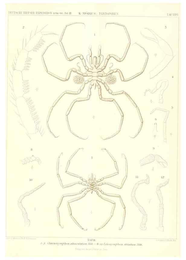 Reproducción/Reproduction 49484840167: Wissenschaftliche Ergebnisse der Deutschen Tiefsee-Expedition auf dem Dampfer ""Valdivia"" 1898-1899.. Jena,G. Fischer,1902-40.. 