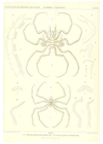 Reproducción/Reproduction 49484840167: Wissenschaftliche Ergebnisse der Deutschen Tiefsee-Expedition auf dem Dampfer ""Valdivia"" 1898-1899.. Jena,G. Fischer,1902-40.. 