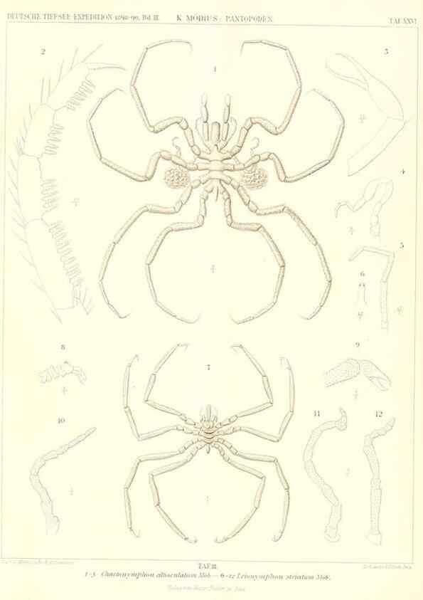 Reproducción/Reproduction 49484840167: Wissenschaftliche Ergebnisse der Deutschen Tiefsee-Expedition auf dem Dampfer ""Valdivia"" 1898-1899.. Jena,G. Fischer,1902-40.. 