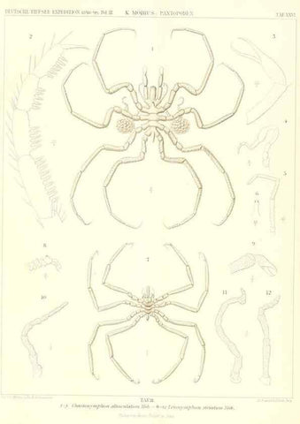 Reproducción/Reproduction 49484840167: Wissenschaftliche Ergebnisse der Deutschen Tiefsee-Expedition auf dem Dampfer ""Valdivia"" 1898-1899.. Jena,G. Fischer,1902-40.. 
