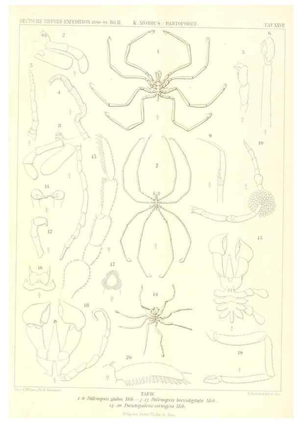 Reproducción/Reproduction 49484143008: Wissenschaftliche Ergebnisse der Deutschen Tiefsee-Expedition auf dem Dampfer ""Valdivia"" 1898-1899.. Jena,G. Fischer,1902-40.. 