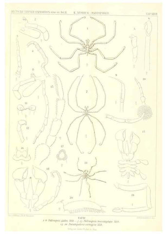 Reproducción/Reproduction 49484143008: Wissenschaftliche Ergebnisse der Deutschen Tiefsee-Expedition auf dem Dampfer ""Valdivia"" 1898-1899.. Jena,G. Fischer,1902-40.. 