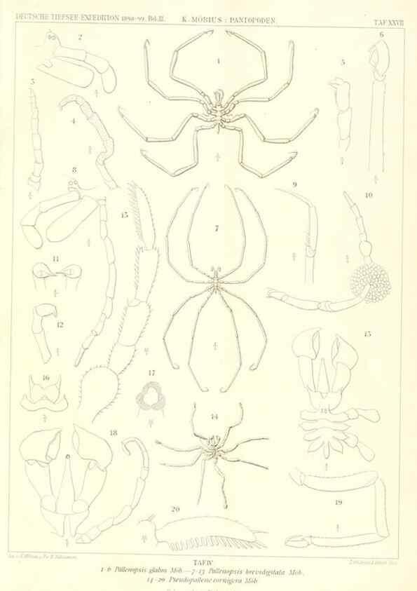 Reproducción/Reproduction 49484143008: Wissenschaftliche Ergebnisse der Deutschen Tiefsee-Expedition auf dem Dampfer ""Valdivia"" 1898-1899.. Jena,G. Fischer,1902-40.. 