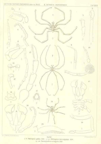 Reproducción/Reproduction 49484143008: Wissenschaftliche Ergebnisse der Deutschen Tiefsee-Expedition auf dem Dampfer ""Valdivia"" 1898-1899.. Jena,G. Fischer,1902-40.. 