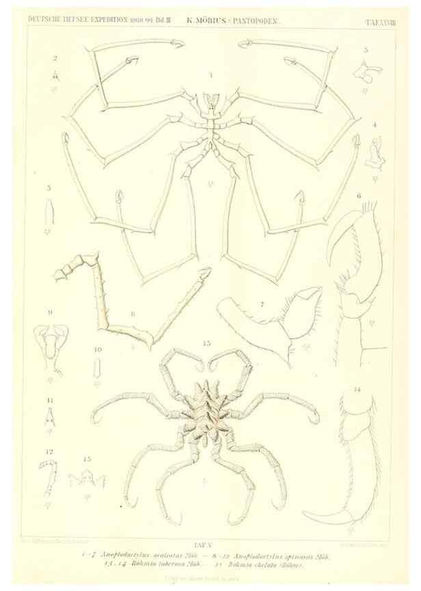 Reproducción/Reproduction 49484840692: Wissenschaftliche Ergebnisse der Deutschen Tiefsee-Expedition auf dem Dampfer ""Valdivia"" 1898-1899.. Jena,G. Fischer,1902-40.. 