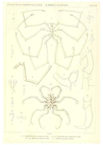 Reproducción/Reproduction 49484840692: Wissenschaftliche Ergebnisse der Deutschen Tiefsee-Expedition auf dem Dampfer ""Valdivia"" 1898-1899.. Jena,G. Fischer,1902-40.. 