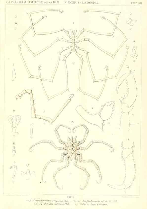 Reproducción/Reproduction 49484840692: Wissenschaftliche Ergebnisse der Deutschen Tiefsee-Expedition auf dem Dampfer ""Valdivia"" 1898-1899.. Jena,G. Fischer,1902-40.. 