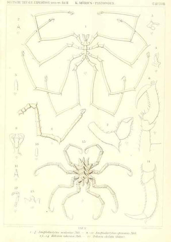Reproducción/Reproduction 49484840692: Wissenschaftliche Ergebnisse der Deutschen Tiefsee-Expedition auf dem Dampfer ""Valdivia"" 1898-1899.. Jena,G. Fischer,1902-40.. 