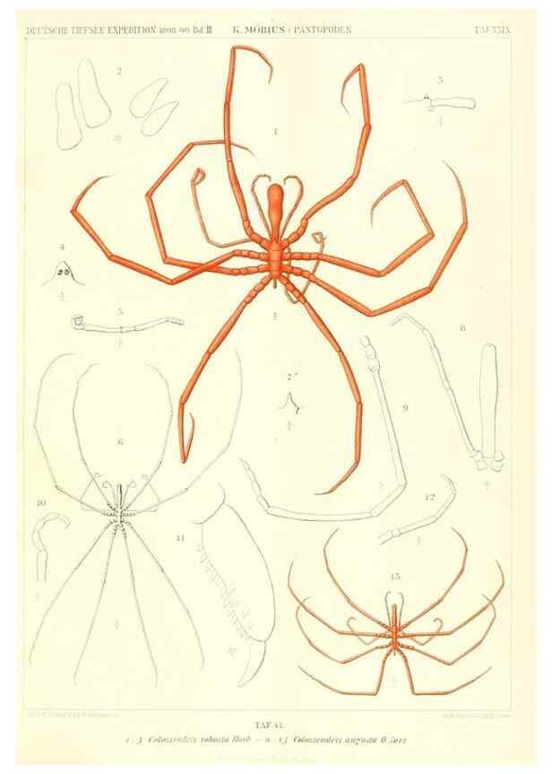Reproducción/Reproduction 49484840962: Wissenschaftliche Ergebnisse der Deutschen Tiefsee-Expedition auf dem Dampfer ""Valdivia"" 1898-1899.. Jena,G. Fischer,1902-40.. 